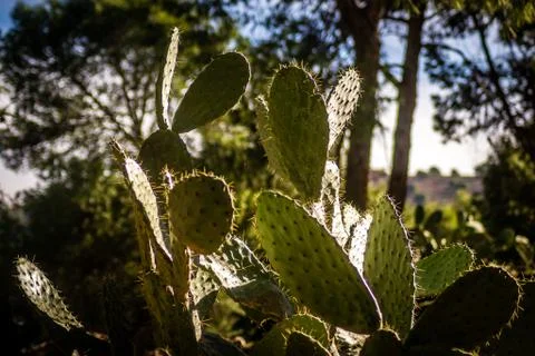 Day in the forest Stock Photos