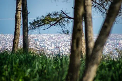 Day in the forest Stock Photos