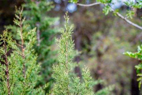 Day in the forest Stock Photos