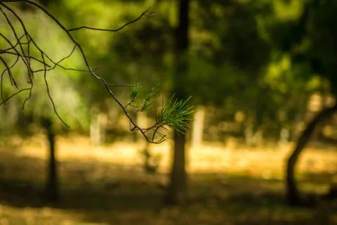 Day in the forest Stock Photos