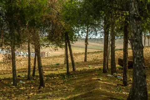 Day in the forest Stock Photos