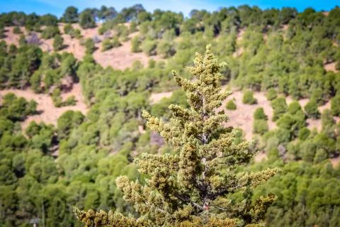 Day in the forest Stock Photos