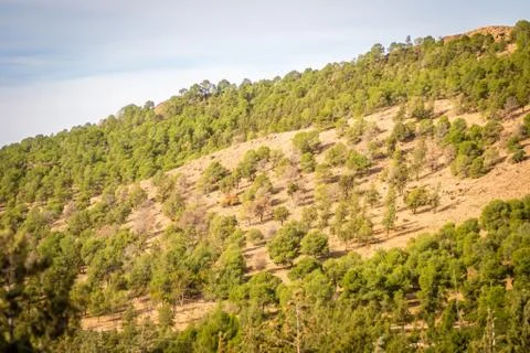 Day in the forest Stock Photos