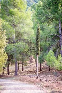 Day in the forest Stock Photos