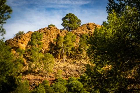 Day in the forest Stock Photos