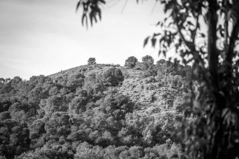 Day in the forest Stock Photos