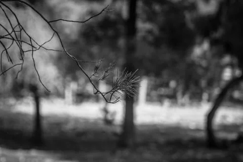 Day in the forest Stock Photos