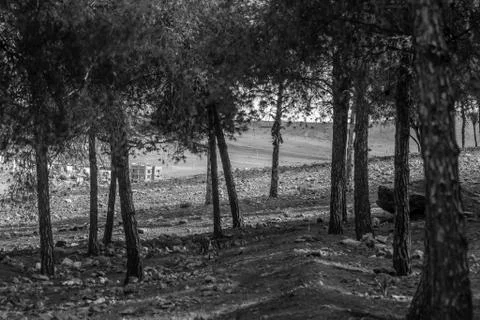 Day in the forest Stock Photos