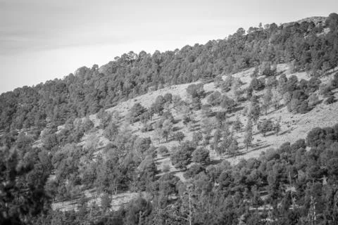 Day in the forest Stock-Fotos