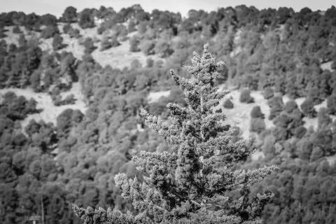 Day in the forest Stock-Fotos