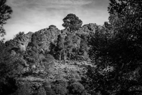 Day in the forest Stock Photos