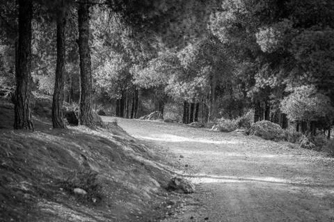 Day in the forest Stock-Fotos