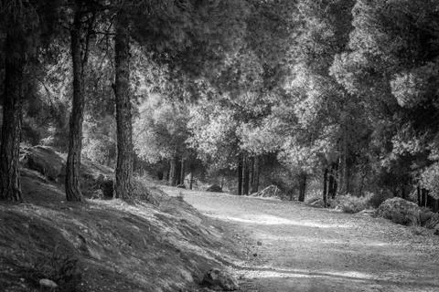 Day in the forest Stock Photos