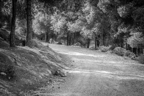 Day in the forest Stock Photos