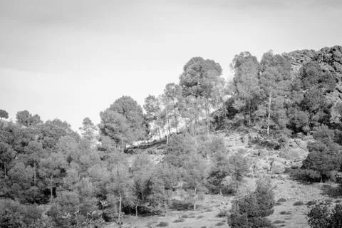 Day in the forest Stock Photos