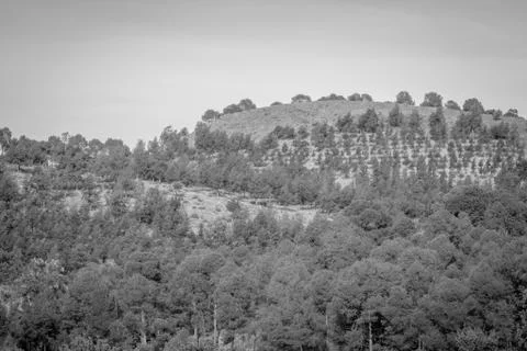 Day in the forest Stock Photos