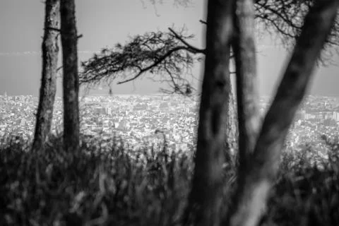 Day in the forest Stock-Fotos