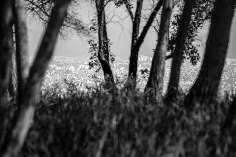 Day in the forest Stock Photos