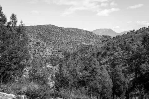 Day in the forest Foto stock