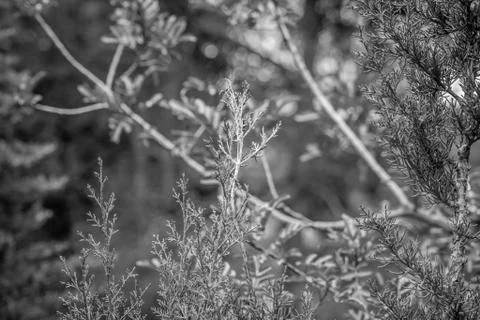 Day in the forest Stock Photos