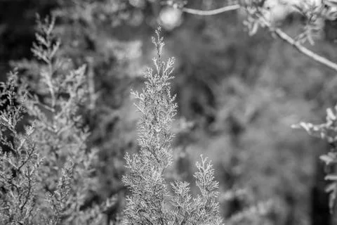 Day in the forest Stock Photos