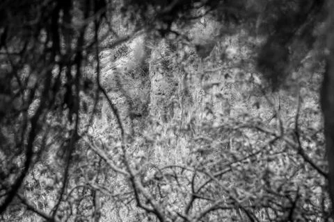 Day in the forest Stock Photos