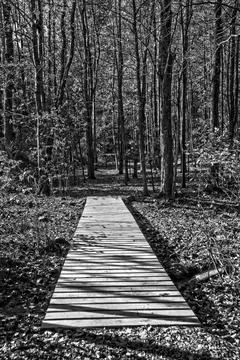 Day in the forest Stock Photos