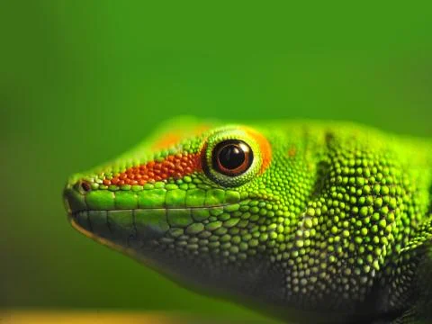 Day gecko Stock Photos