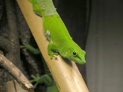 Day gecko Stock Photos
