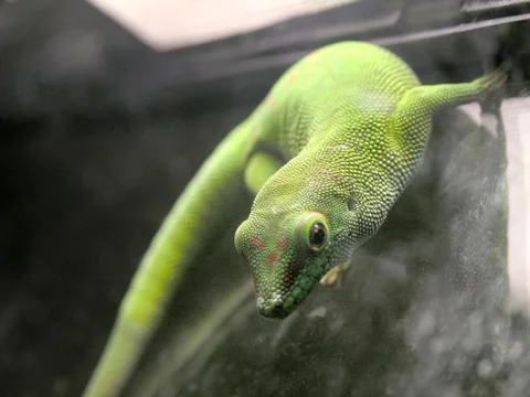 Day gecko Stock Photos