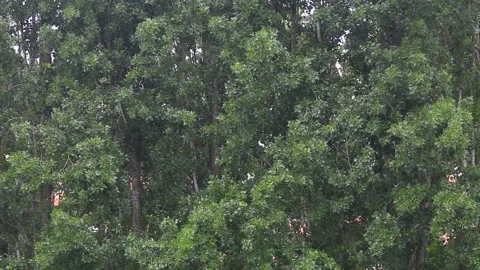 Day of Heavy Rain and Trees Fanning in The Wind Stock Footage 152849345