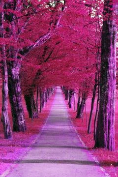 A day in an intensive colored park Stock Photos