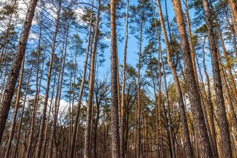 Day landscape of pine trees in the spring-summer forest, with a bright blue s Stock Photos