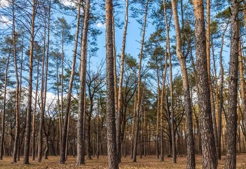 Day landscape of pine trees in the spring-summer forest, with a bright blue s Stock Photos