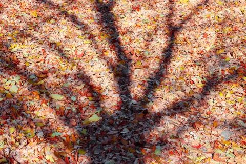 The day of the leafless tree lies on the fallen leaves Foto stock