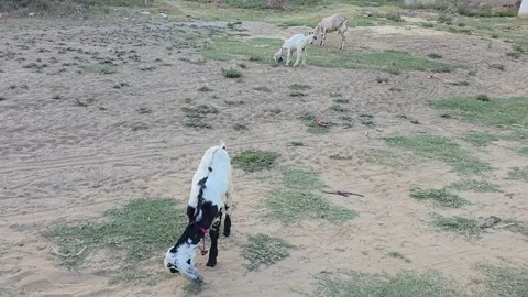 A Day in the Life of Sheep Stock Footage 313571726