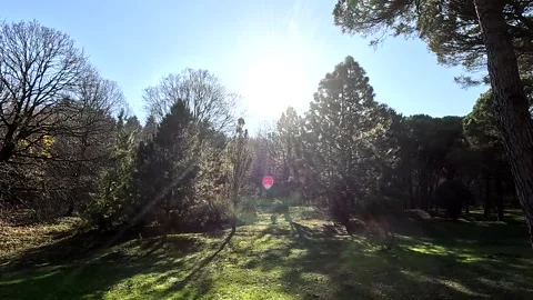 Day Light Forest Walking Nature Glow Stock Footage 339944904