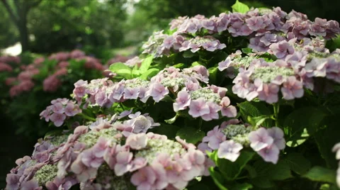 Day light on pink hydrangea, color grade, in Japan Stock Footage 66487736
