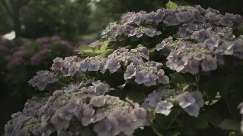 Day light on pink hydrangea, non color grade, in Japan Vídeo Stock 66487735