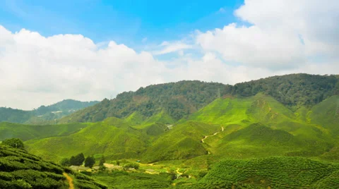 Day light Tea Plantation Stock Footage 32325165