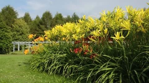 Day lilies (Hemerocallis) Stock Footage 14908559