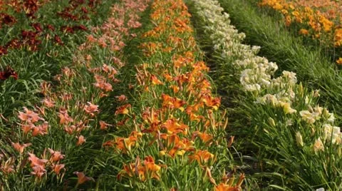 Day lilies (Hemerocallis) Stock Footage 14908815