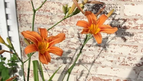 Day lilly flowers Stock Footage 7734854