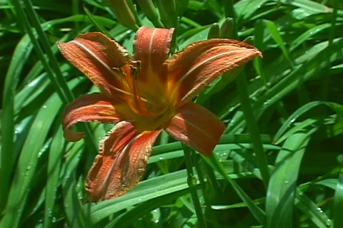 Day lily 1 Stock Footage