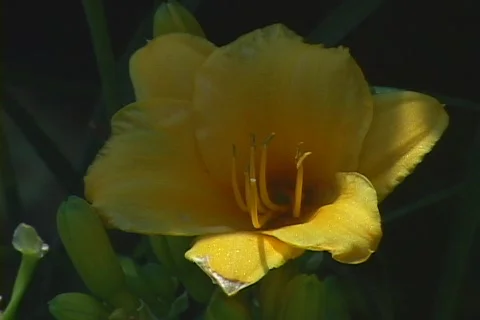 Day lily 2 Stock Footage 80265