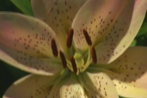 Day lily 3 動画素材 80264