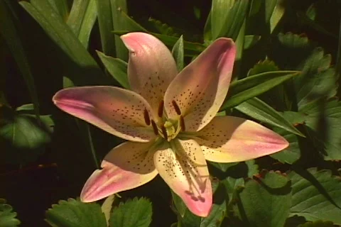 Day lily 4 Video stock 80267