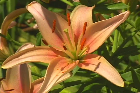 Day lily 5 Stock Footage 80266