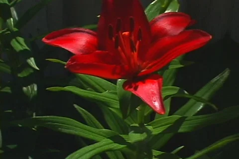 Day lily 7 Stock Footage 80270
