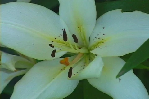 Day lily 8 Stock Footage 80271